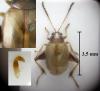 Longitarsus tabidus